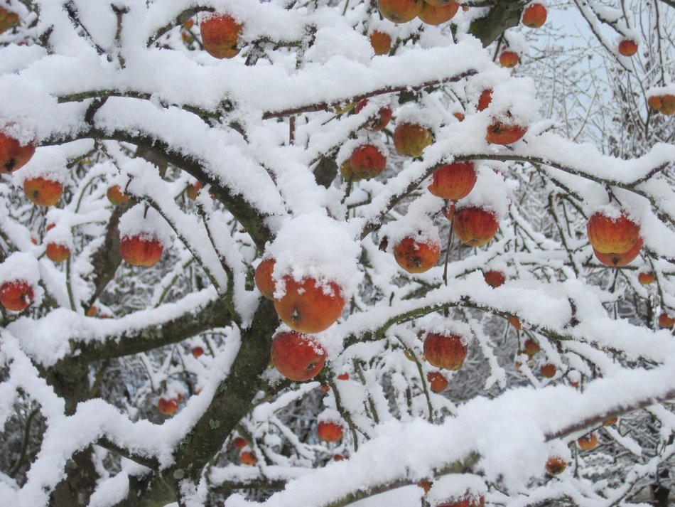 apple tree with fruits under the snow
