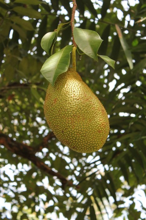 jackfruit on a branch close-up