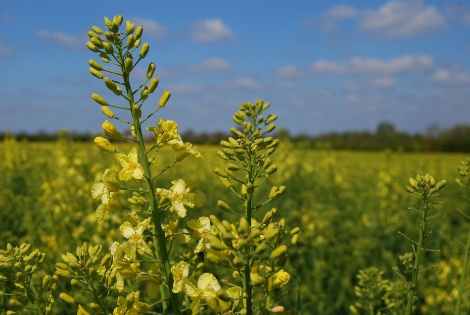 Kale Flower on a field on a sunny day