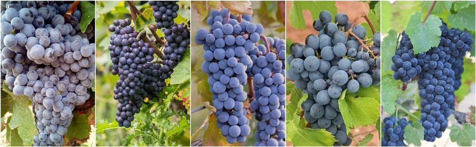 collage with wine grapes