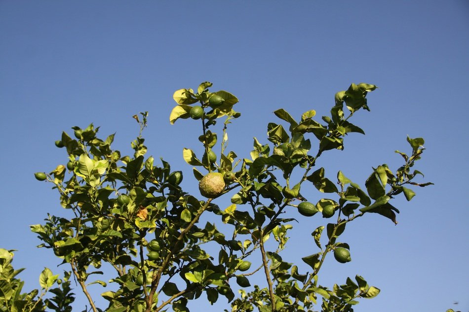 green lemon on a tree against the sky