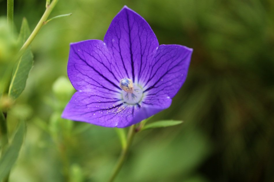 Purple flower in the wildlife