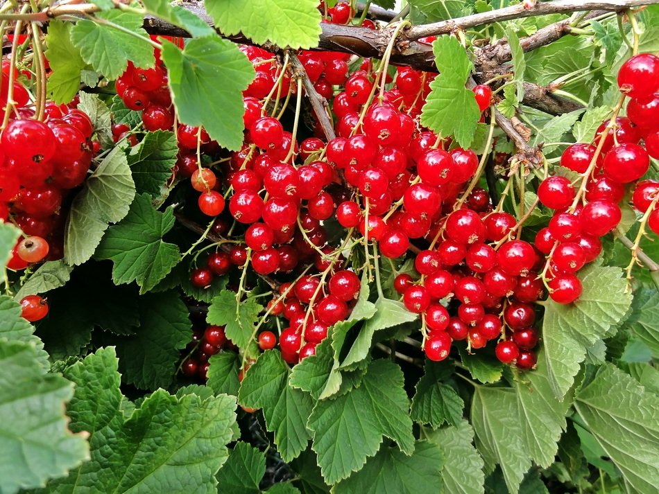 red currants on a bush in a village