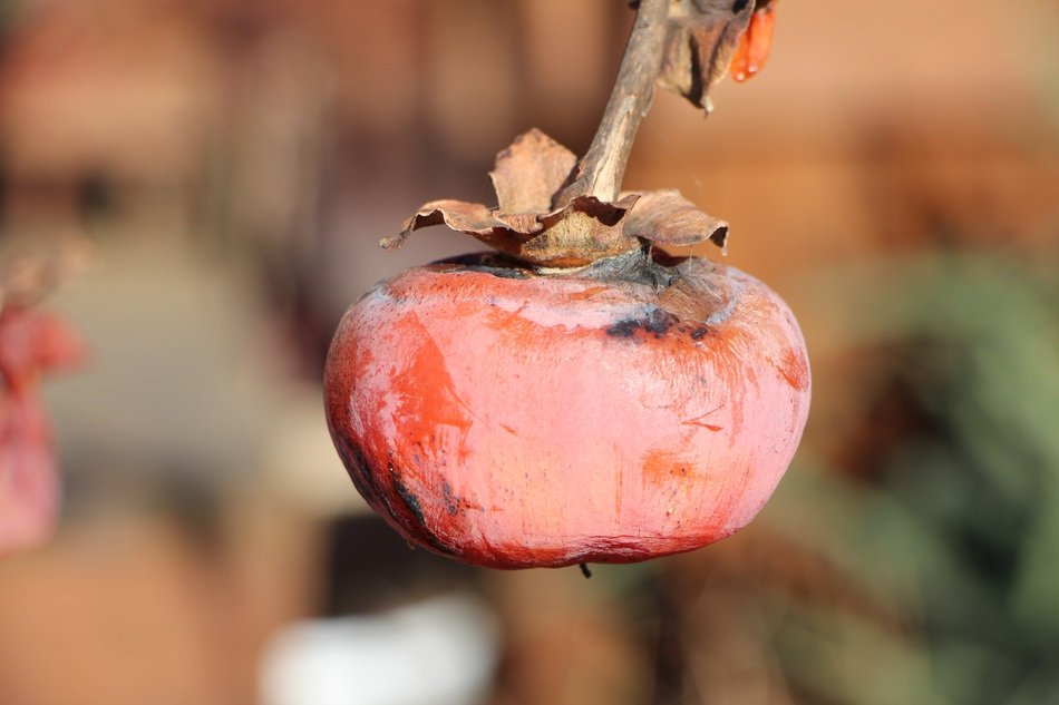 rotten persimmon on a branch
