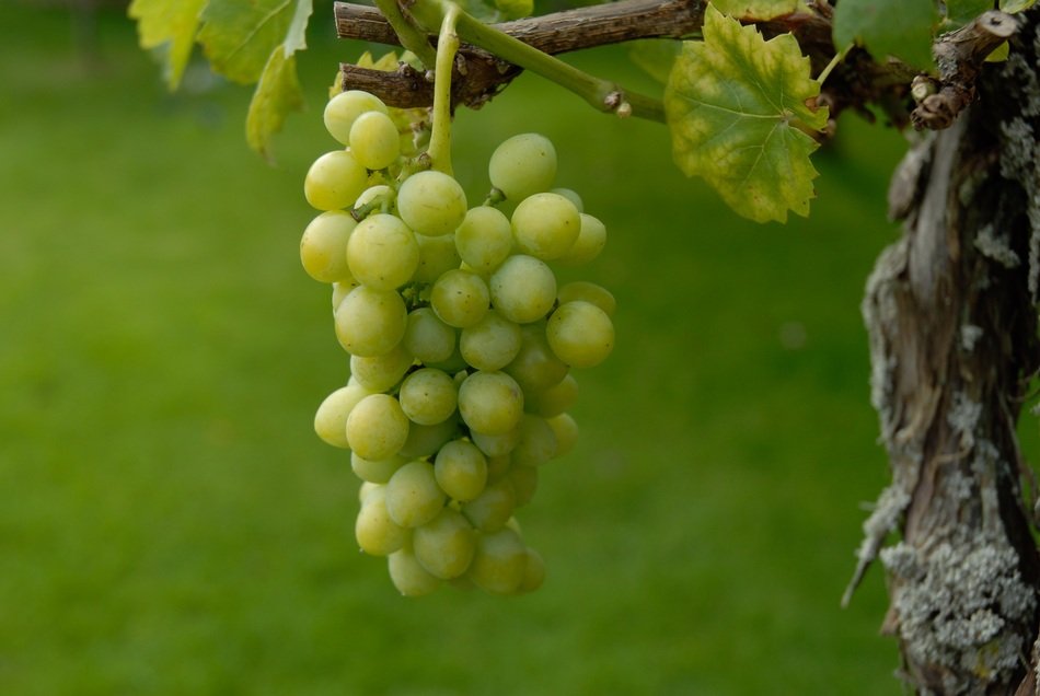 Green Wine Ripe