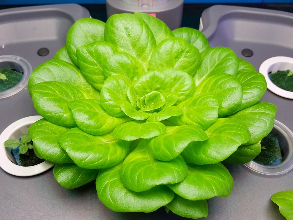 beautiful delicious Radicchio