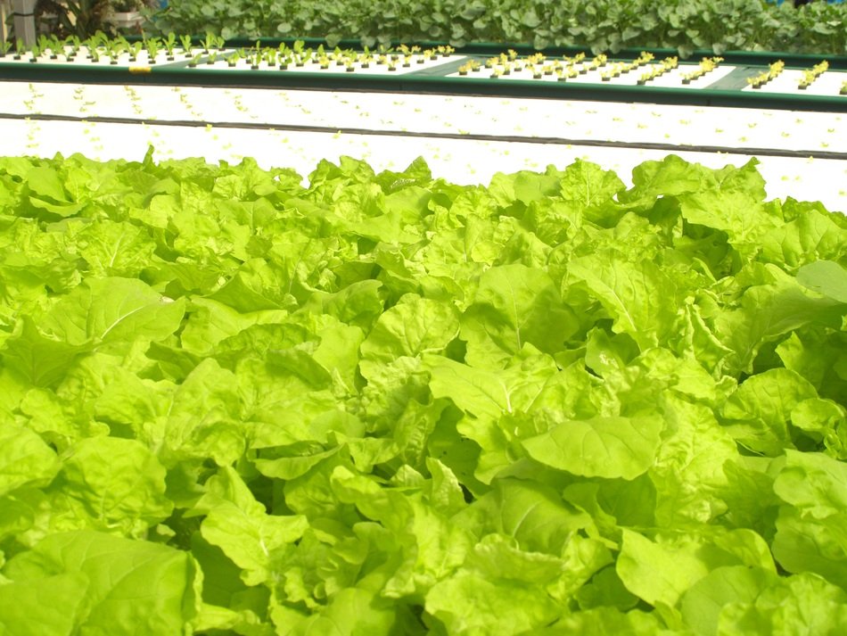 fresh green salad on the farm market