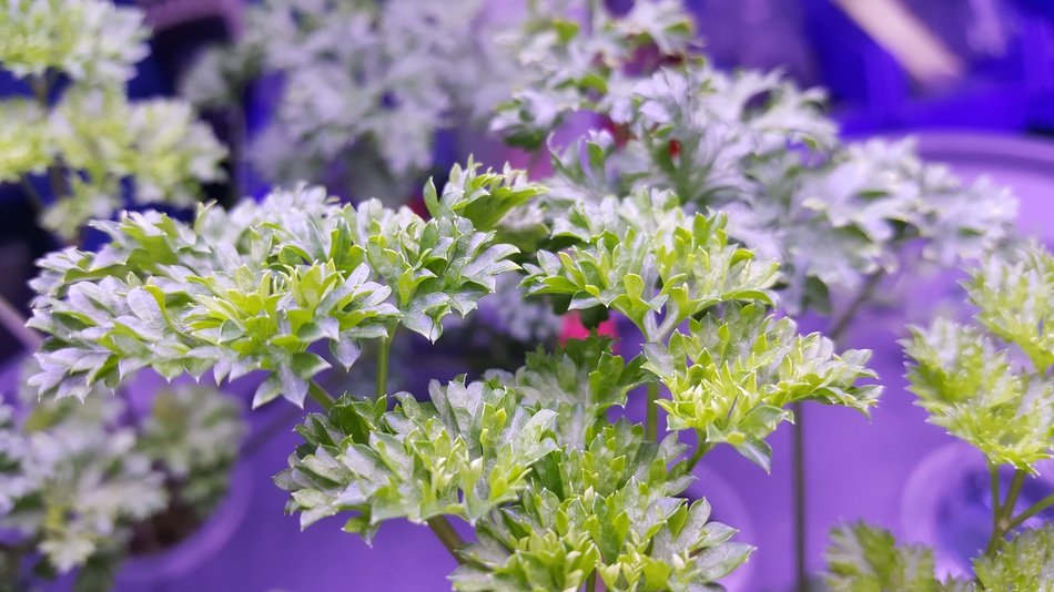 White flowers on the parsey plant