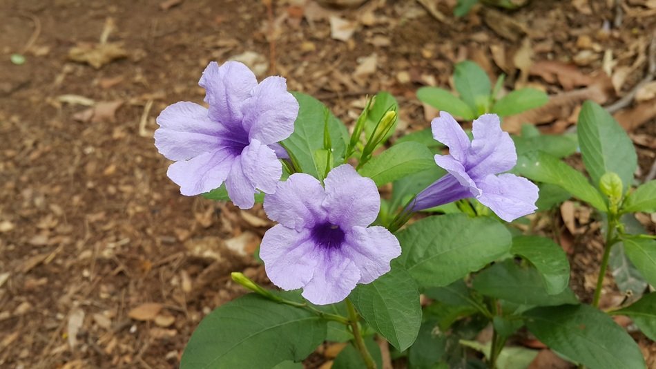 Violet neet flowers