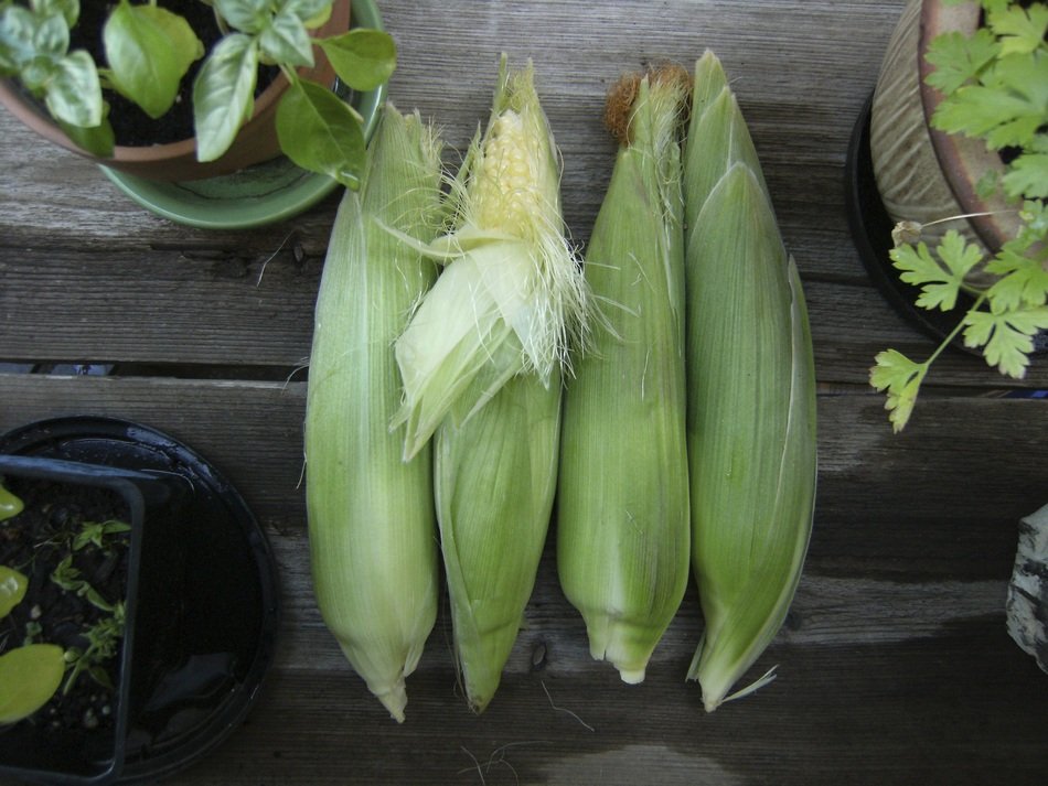 green corn on the table