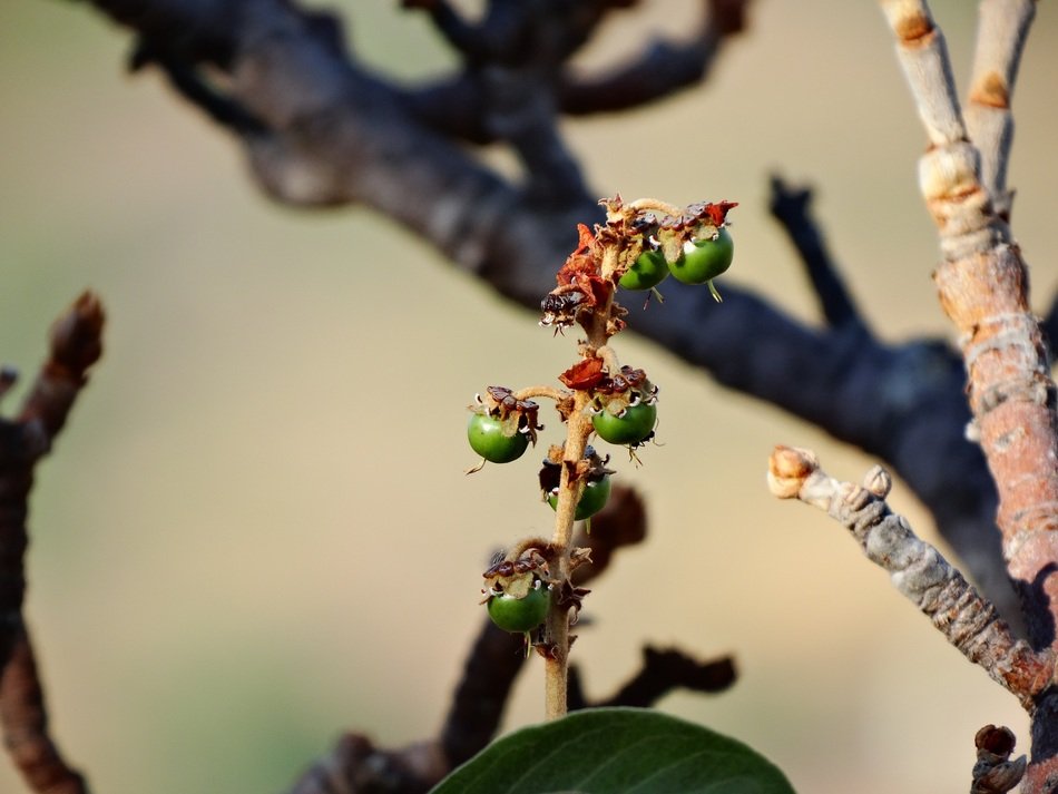 Murichi fruits on a tree