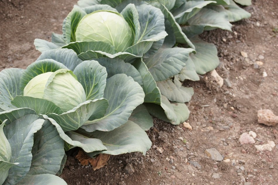 green cabbage growing in a row on a bed