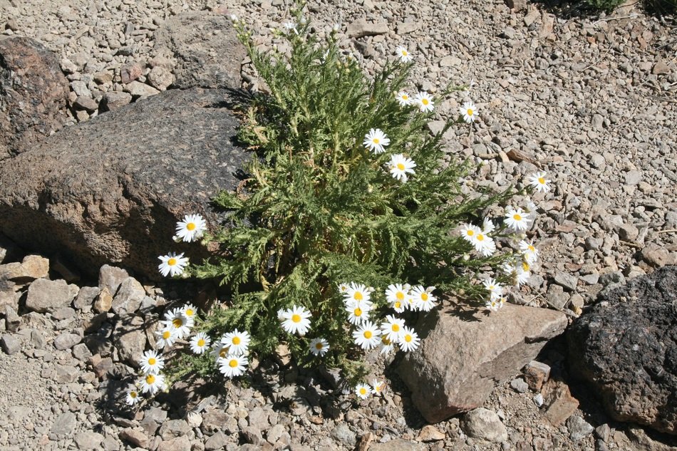 frugal plant bush among the stones