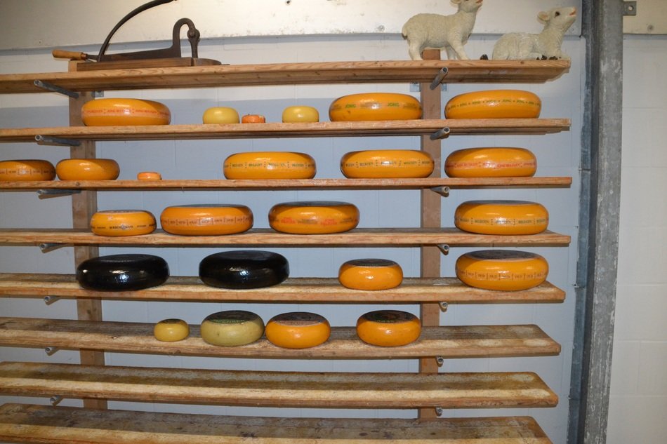 mature cheese on the shelves
