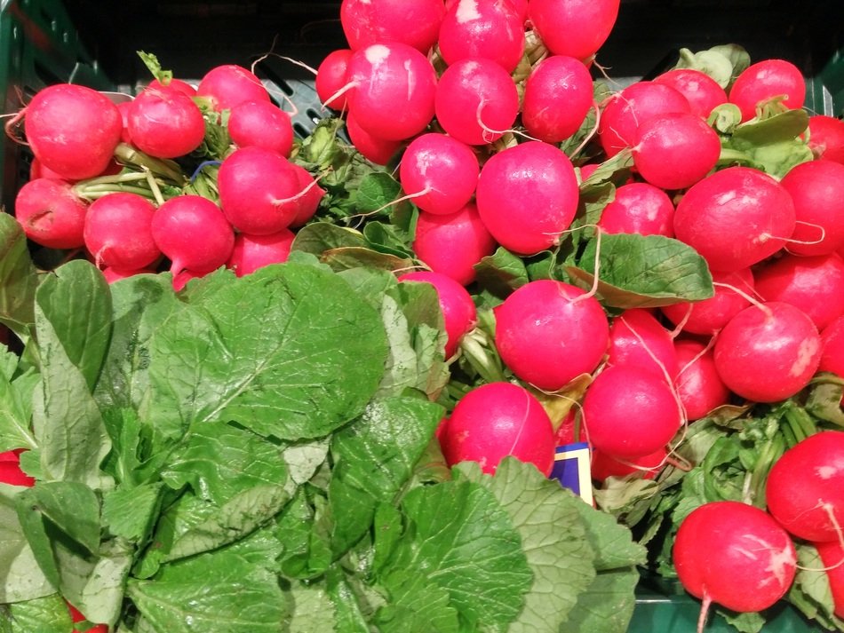 harvest of juicy red radish