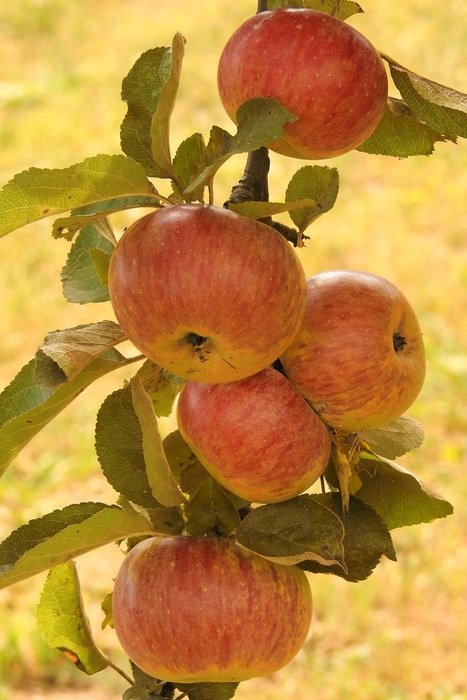 Apple Tree Ripe