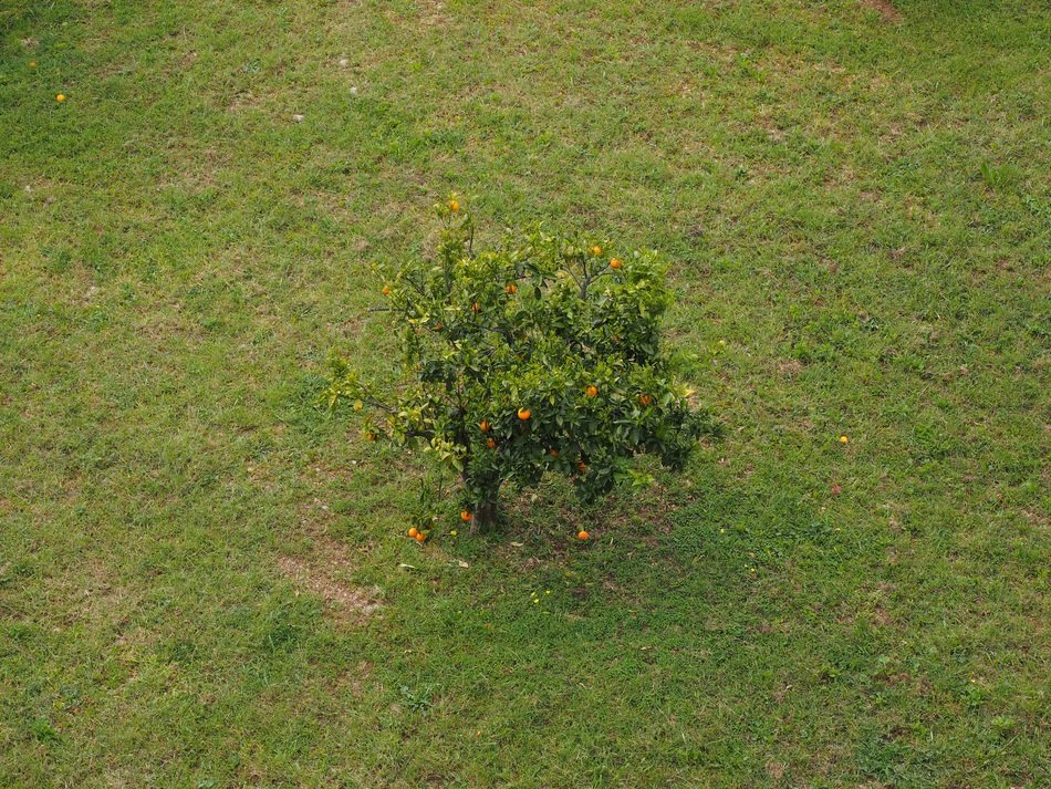 \ Orange Tree Meadow