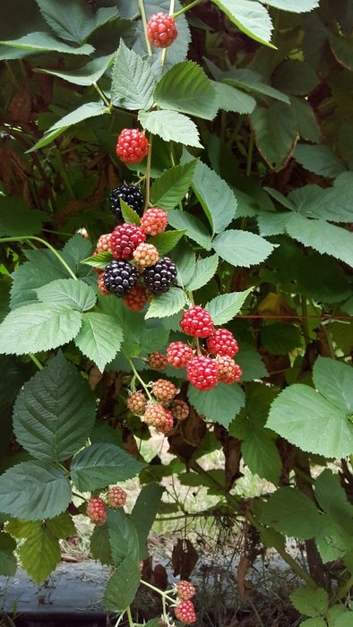 Black berries on the plant