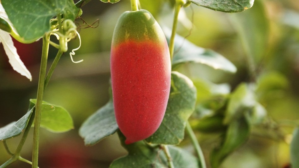 Coccinia