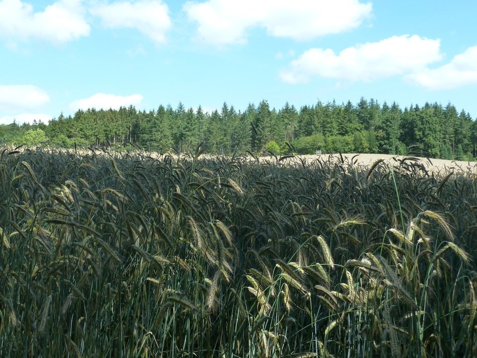 green rye on the field