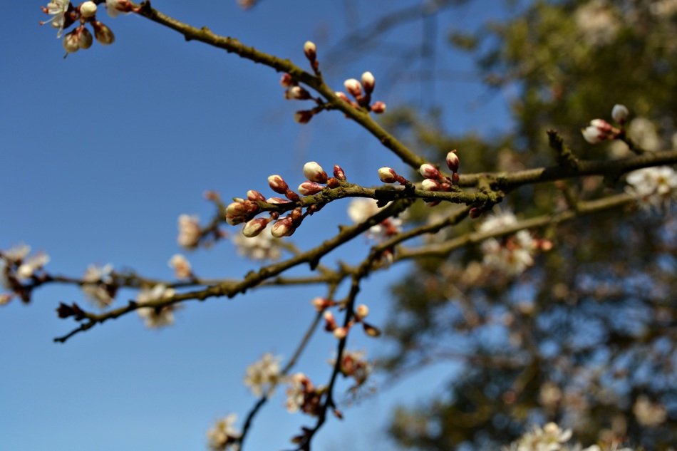 Flower buds on the tree