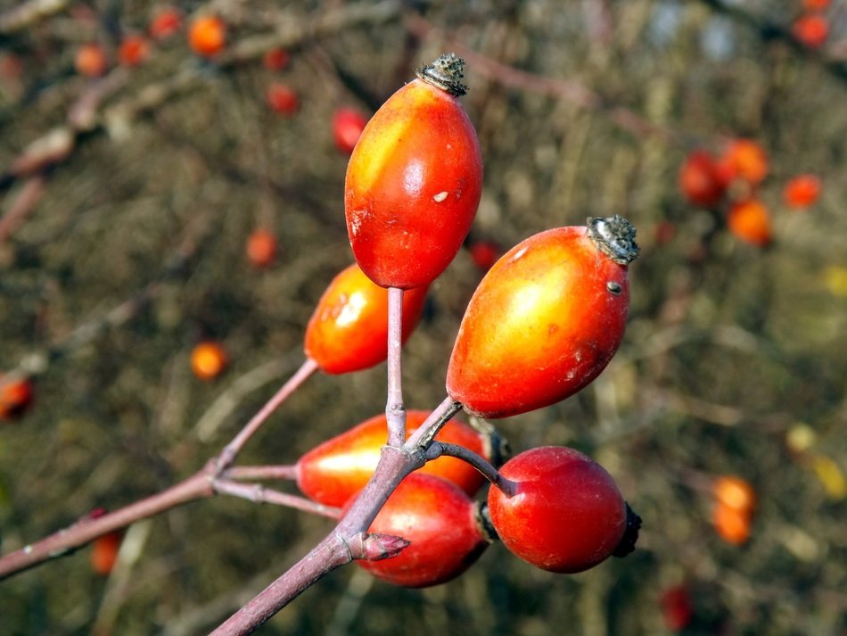 closeup picture of Rosehip Fruits