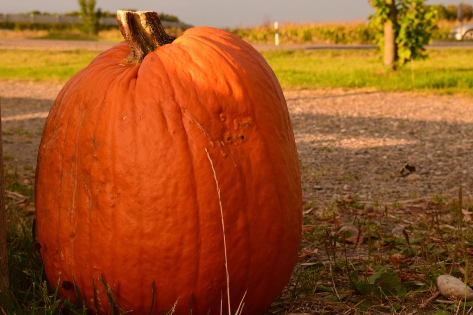 Pumpkin Large