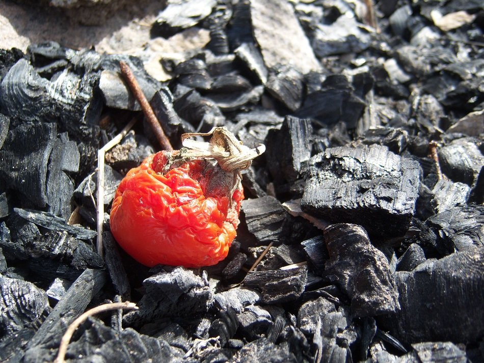 Red tomato on the fire