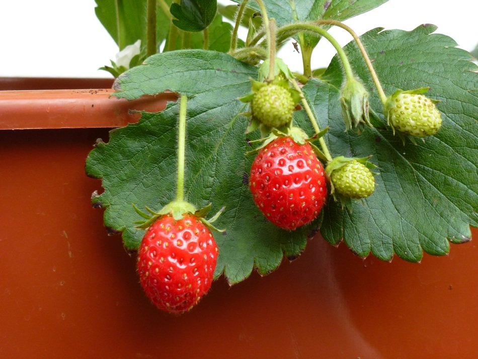Picture of Red Strawberries