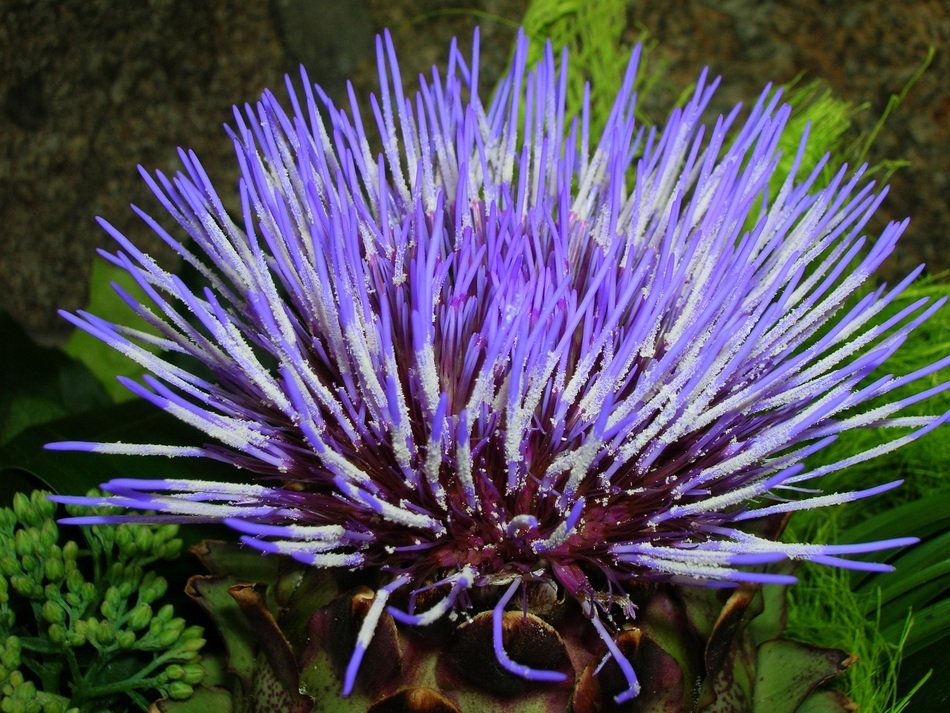 purple flower with delicate petals
