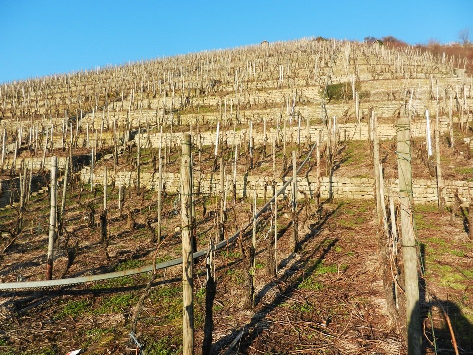 Vineyard near Neckar