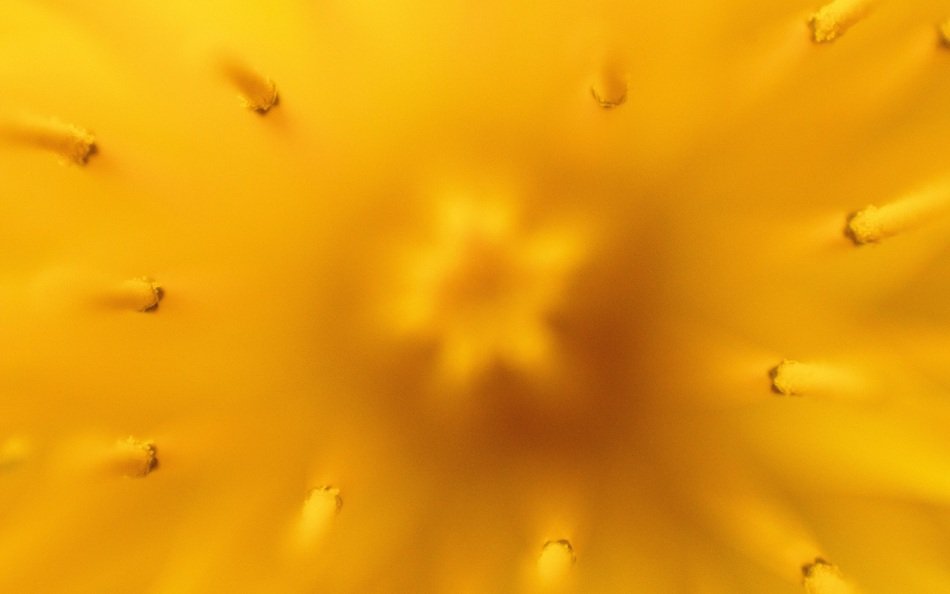 Macro photo of the yellow dandelion in spring