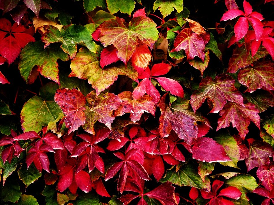 Autumn Leaves red and pink