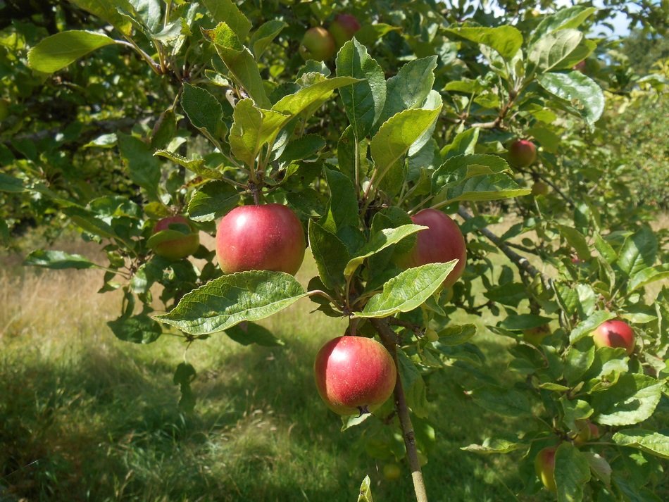 Ripe apples on the apple tree