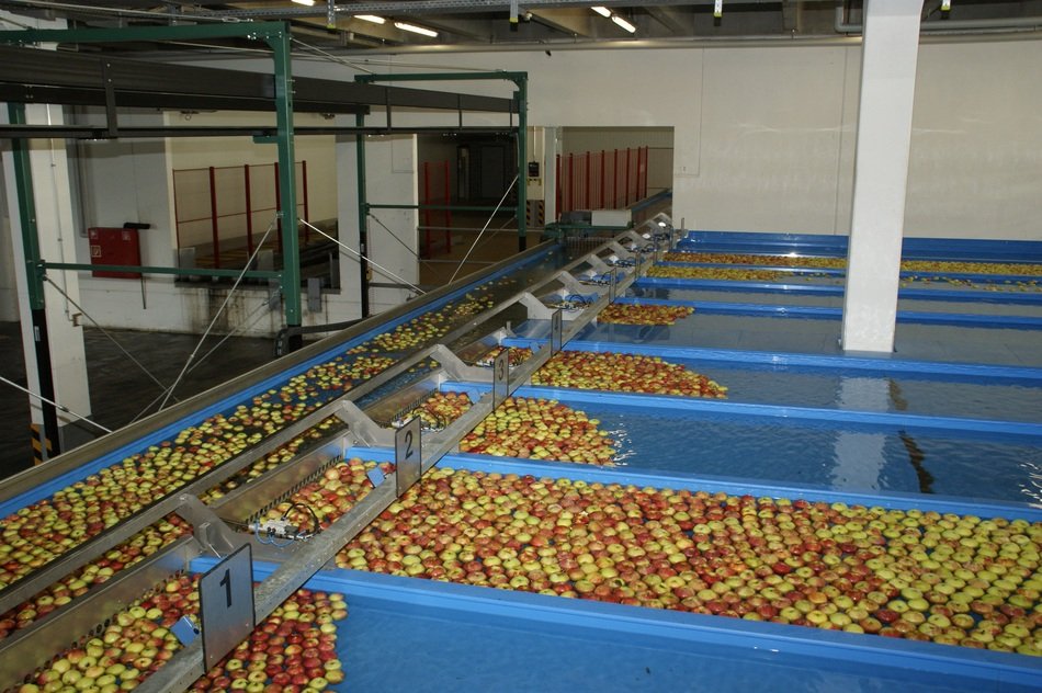 A lot of apples in the water at the factory