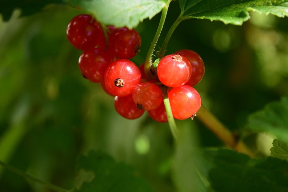 Currants Close in the Garden