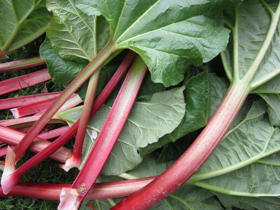 pile of fresh Rhubarb Leaves