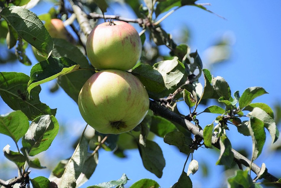 organic Apple with green Leaves on Branch closeup