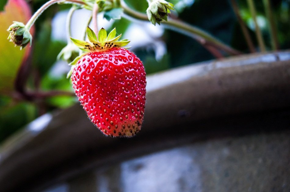 strawberries in the home garden