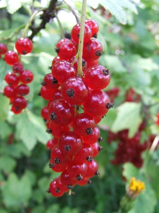 beautiful delicious Currant Bunch