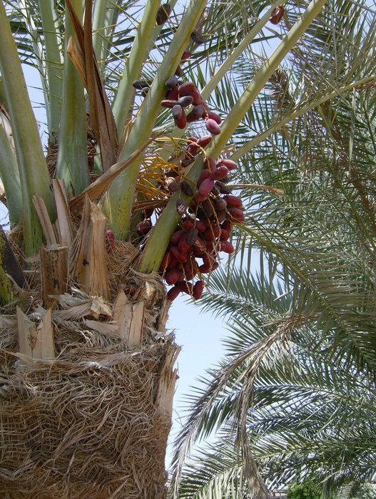 Palm with the dates on it in the Egypt