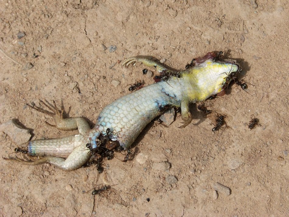 gecko in the sand