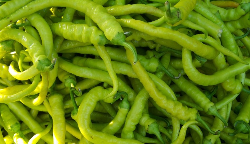 green long pepper