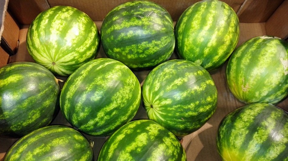 watermelons in the store