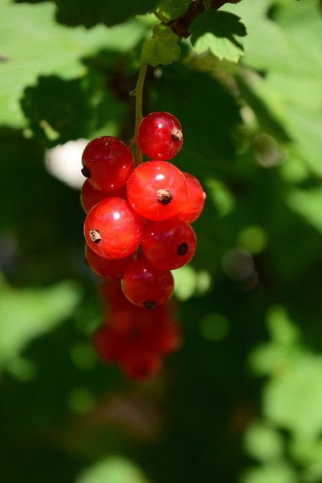 red currant as a healthy berry