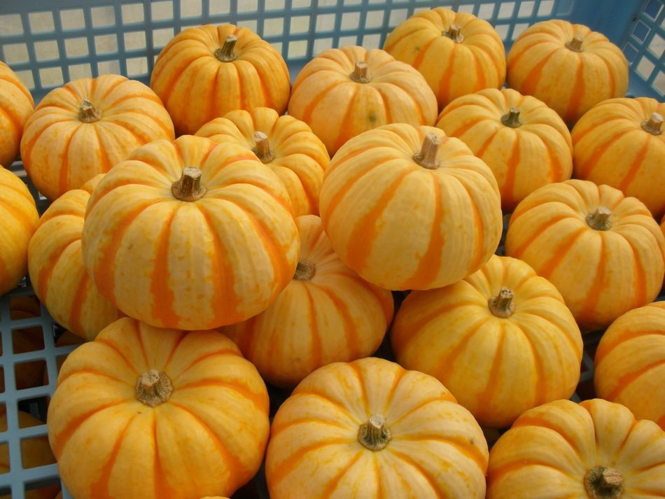 lot of bright yellow pumpkin