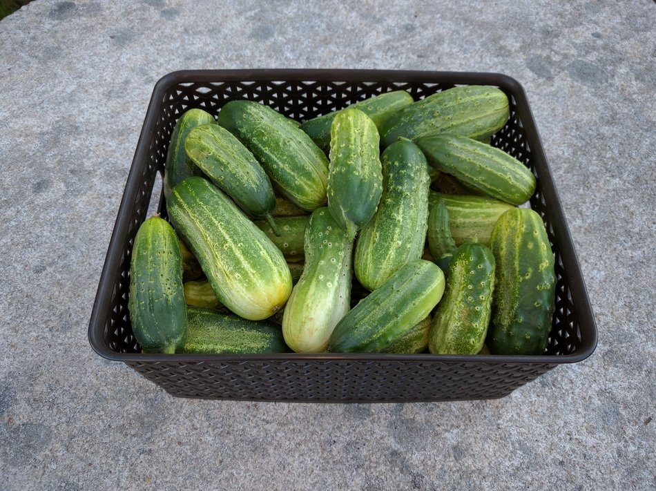 box of cucumbers