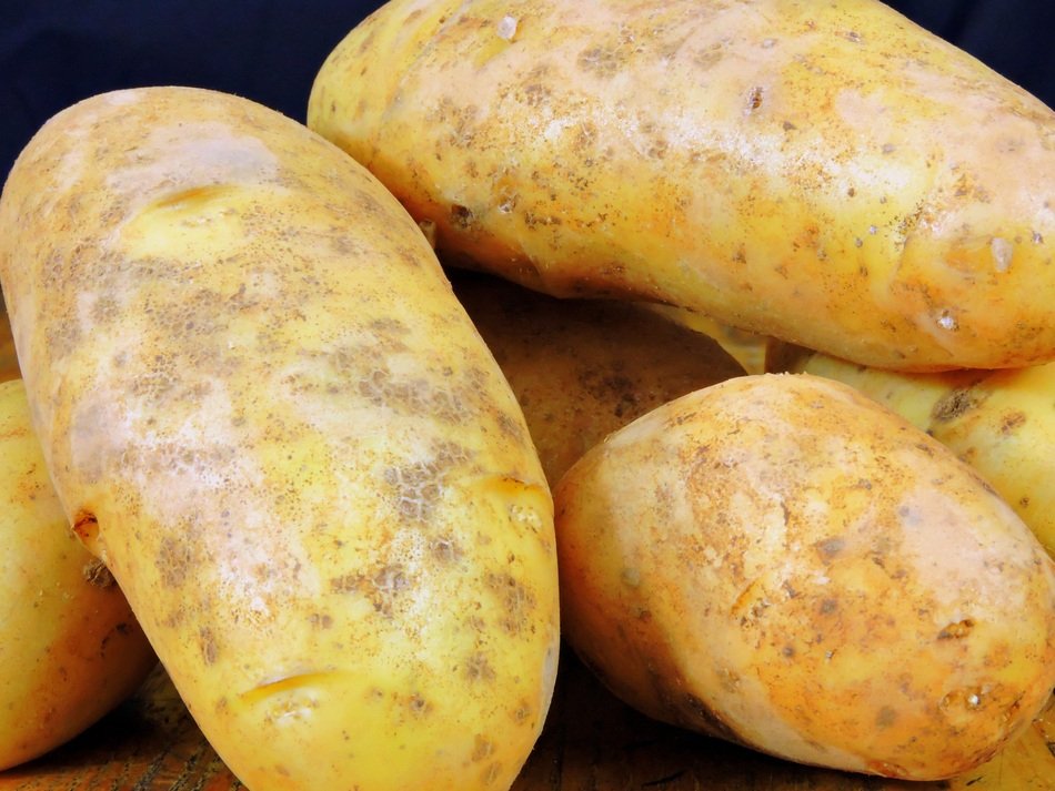 just harvested potato