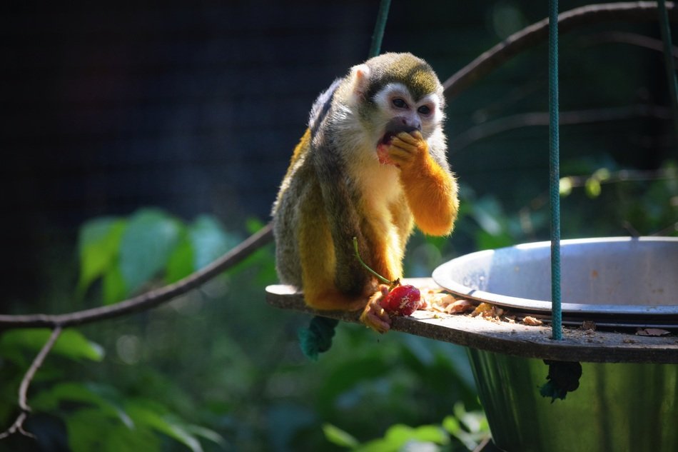 monkey near the pot