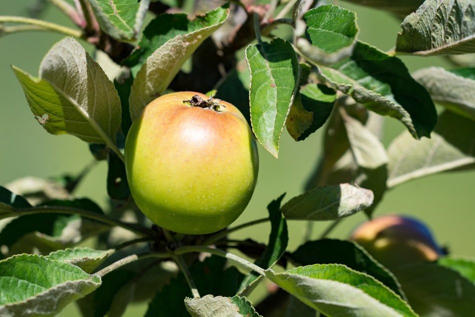 summer apple on the tree